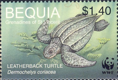 Dermochelys coriacea Dermochelys coriacea