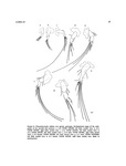 Thaumatoconcha radiata Kornicker & Sohn, 1976 from the original description