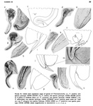 Diverse Thaumatoconcha species from the original descriptions (Kornicker & Sohn, 1976)