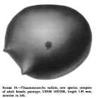 Thaumatoconcha radiata Kornicker & Sohn, 1976 from the original description