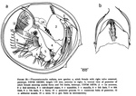 Thaumatoconcha radiata Kornicker & Sohn, 1976 from the original description