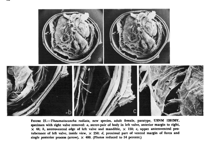 Thaumatoconcha radiata Kornicker &amp; Sohn, 1976 from the original description