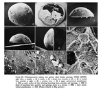 Thaumatoconcha radiata Kornicker & Sohn, 1976 from the original description