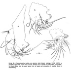 Thaumatoconcha radiata Kornicker & Sohn, 1976 from the original description