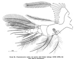 Thaumatoconcha radiata Kornicker & Sohn, 1976 from the original description