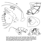 Thaumatoconcha radiata Kornicker & Sohn, 1976 from the original description