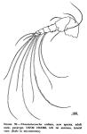 Thaumatoconcha radiata Kornicker & Sohn, 1976 from the original description