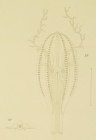 Lampetia fusiformis type illustration