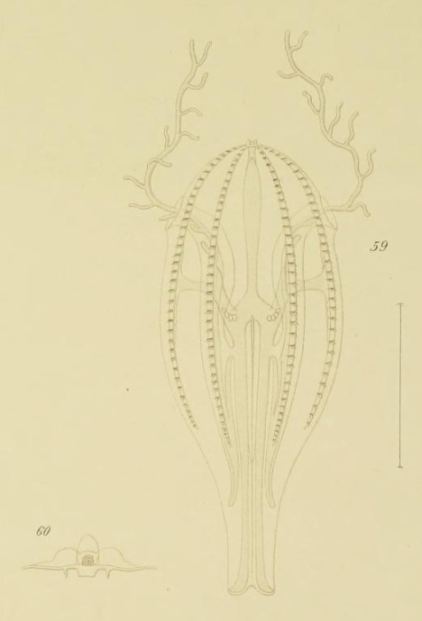 Lampetia fusiformis type illustration Lampetia fusiformis type illustration