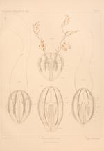 Hormiphora palmata Chun 1898 plate III: Figs. 1-2