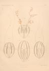 Hormiphora palmata Chun 1898 plate III: Figs. 1-2