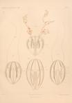 Hormiphora palmata Chun 1898 plate III: Figs. 1-2