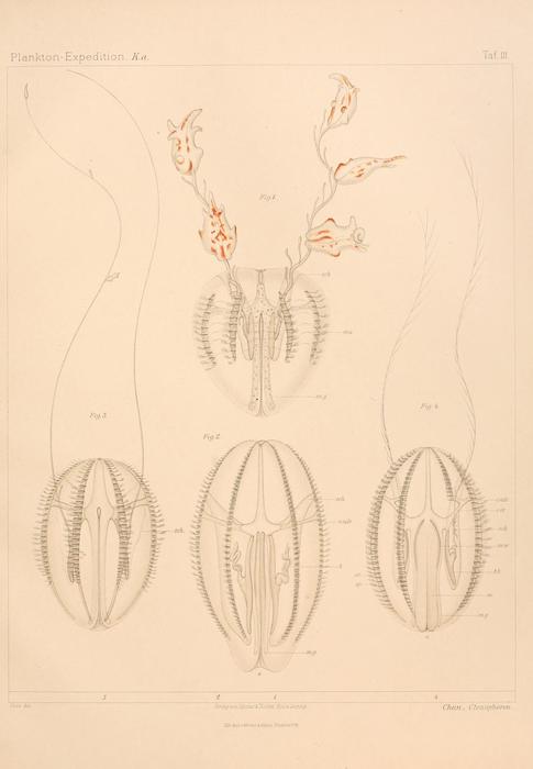 Hormiphora palmata Chun 1898 plate III: Figs. 1-2 Hormiphora palmata Chun 1898 plate III: Figs. 1-2