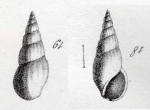 Rissoina clavula (Deshayes, 1825) Type figures