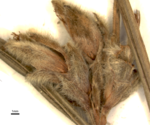 Inflorescence of Koyamaea neblinensis (U0001540 isotype)