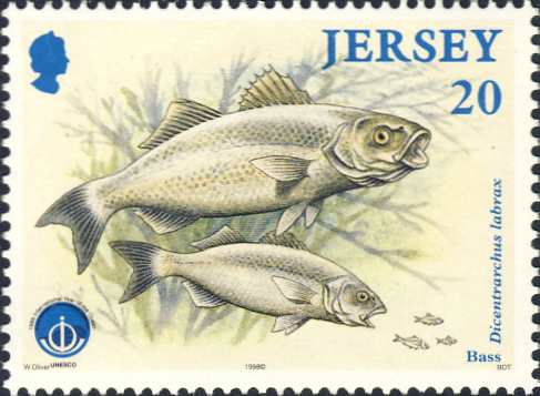 Dicentrarchus labrax Dicentrarchus labrax