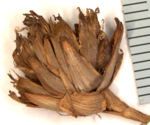 Inflorescence of Mapania archboldii (U0001541 isotype)