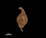 Nutlet of Mapania angustifolia (U0008192 isotype)