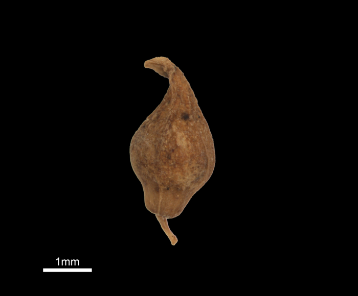 Nutlet of Mapania angustifolia (U0008192 isotype) Nutlet of Mapania angustifolia (U0008192 isotype)