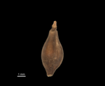 Nutlet of Mapania archboldii (U0001541 isotype)