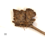 Inflorescence of Mapania angustifolia (U0008192 isotype)