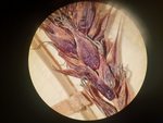 Perigynia of isolectotype at P