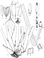 Analytical drawing of Mapania sekudaniana