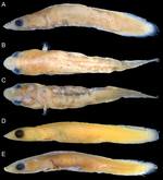 Flabellicauda alleni