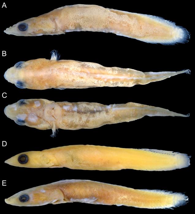 Flabellicauda alleni Flabellicauda alleni