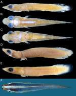 Flabellicauda cometes