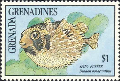 Diodon holocanthus Diodon holocanthus