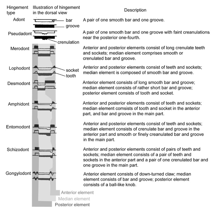 Ostracod hinge types (from Yamaguchi, 2019: Fig. 2) Ostracod hinge types (from Yamaguchi, 2019: Fig. 2)