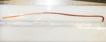 Balticina finmarchica - trawled specimen