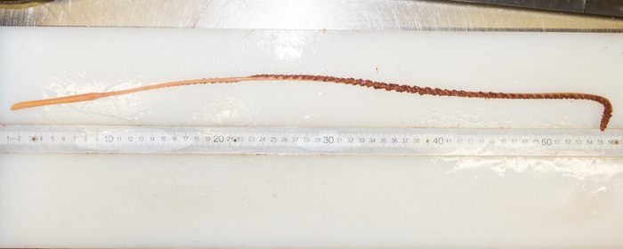 Balticina finmarchica - trawled specimen Balticina finmarchica - trawled specimen