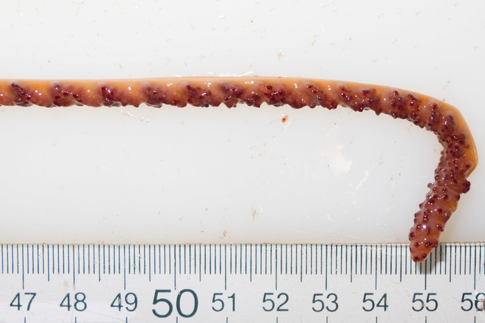 Balticina finmarchica - trawled specimen (detail) Balticina finmarchica - trawled specimen (detail)