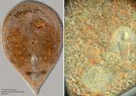 Sagittifera sagittifera