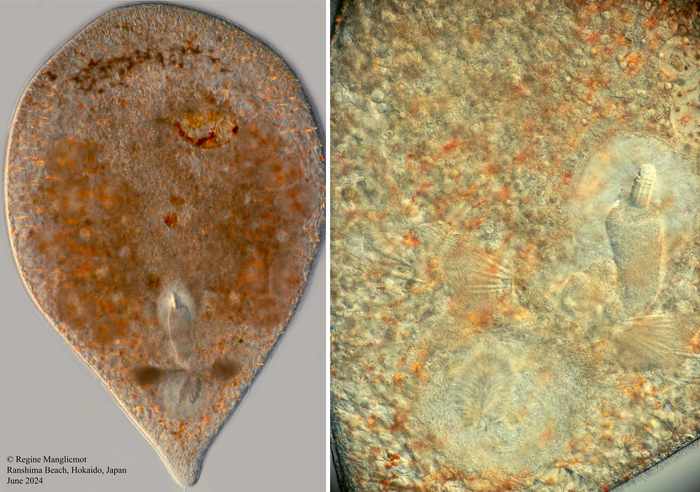 Sagittifera sagittifera