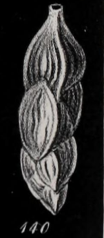 Uvigerina angulosa Williamson, 1858
