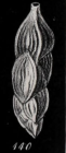 Uvigerina angulosa Williamson, 1858