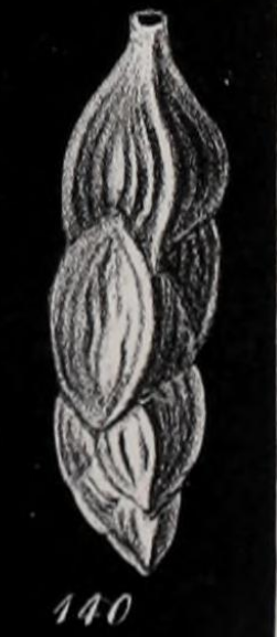 Uvigerina angulosa Williamson, 1858 Uvigerina angulosa Williamson, 1858