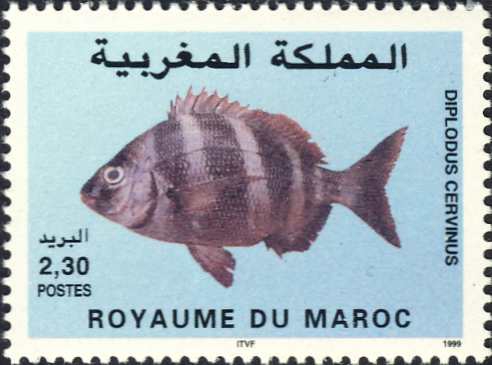 Diplodus cervinus