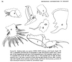 Rutiderma kalkei Kornicker, 1983 from the original description