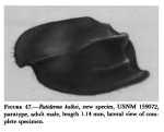Rutiderma kalkei Kornicker, 1983 from the original description