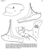 Rutiderma kalkei Kornicker, 1983 from the original description