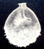 Oolina neohispida McCulloch, 1981