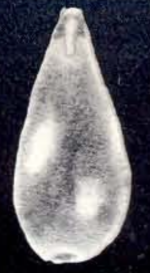 Oolina heteromorphiformis McCulloch, 1981