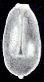 Oolina ampulliformis McCulloch, 1981