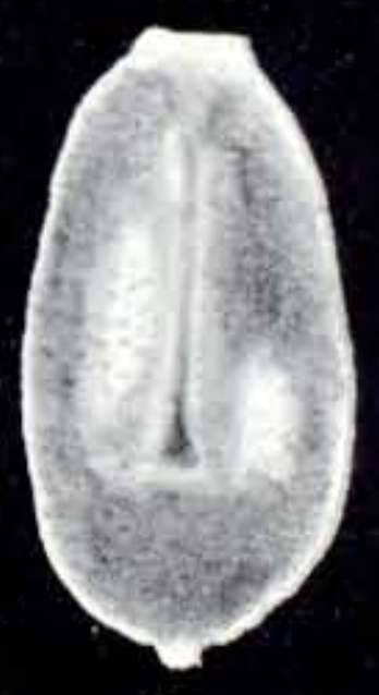 Oolina ampulliformis McCulloch, 1981 Oolina ampulliformis McCulloch, 1981