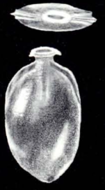 Lagenosolenia ampulliformis McCulloch, 1981
