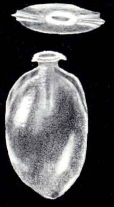 Lagenosolenia ampulliformis McCulloch, 1981 Lagenosolenia ampulliformis McCulloch, 1981